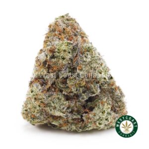 Shiva Skunk AA product image