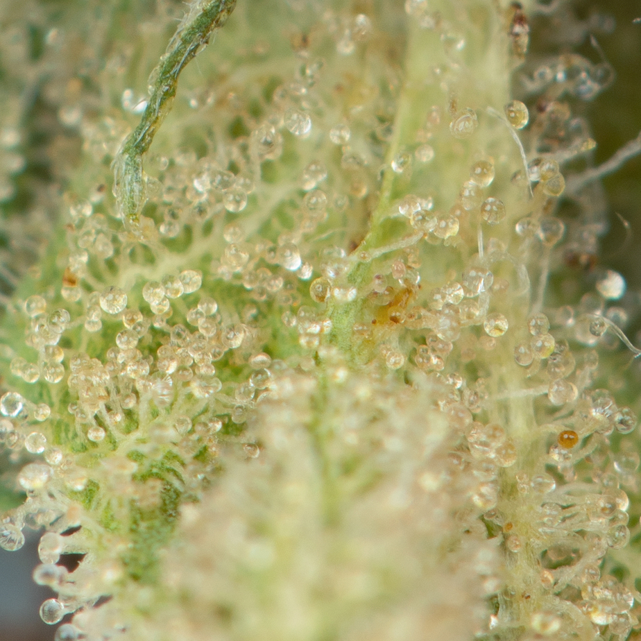 Skywalker-OG-Strain-Macro-2