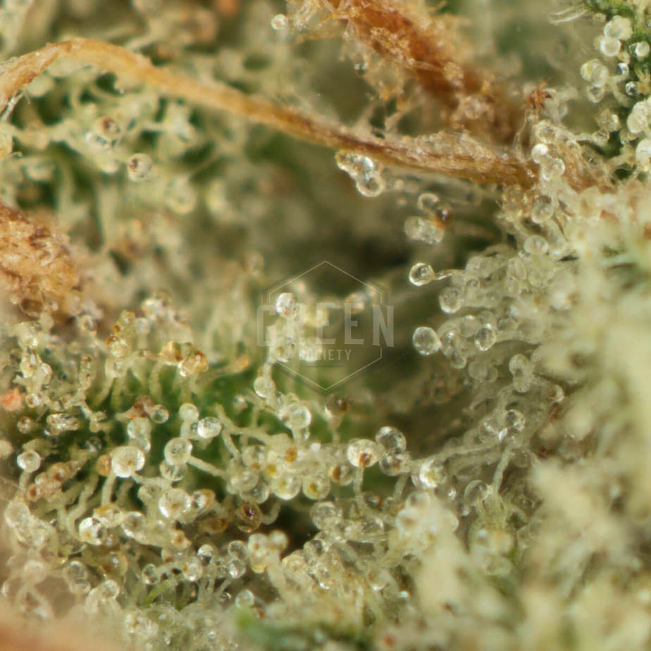 Space-Queen-by-Vic-High-Growers-Macro