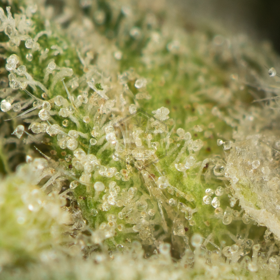 Star-Killer-by-Rare-Dankness-Macro