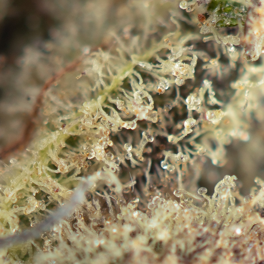 Strawberry-Cough-Macro
