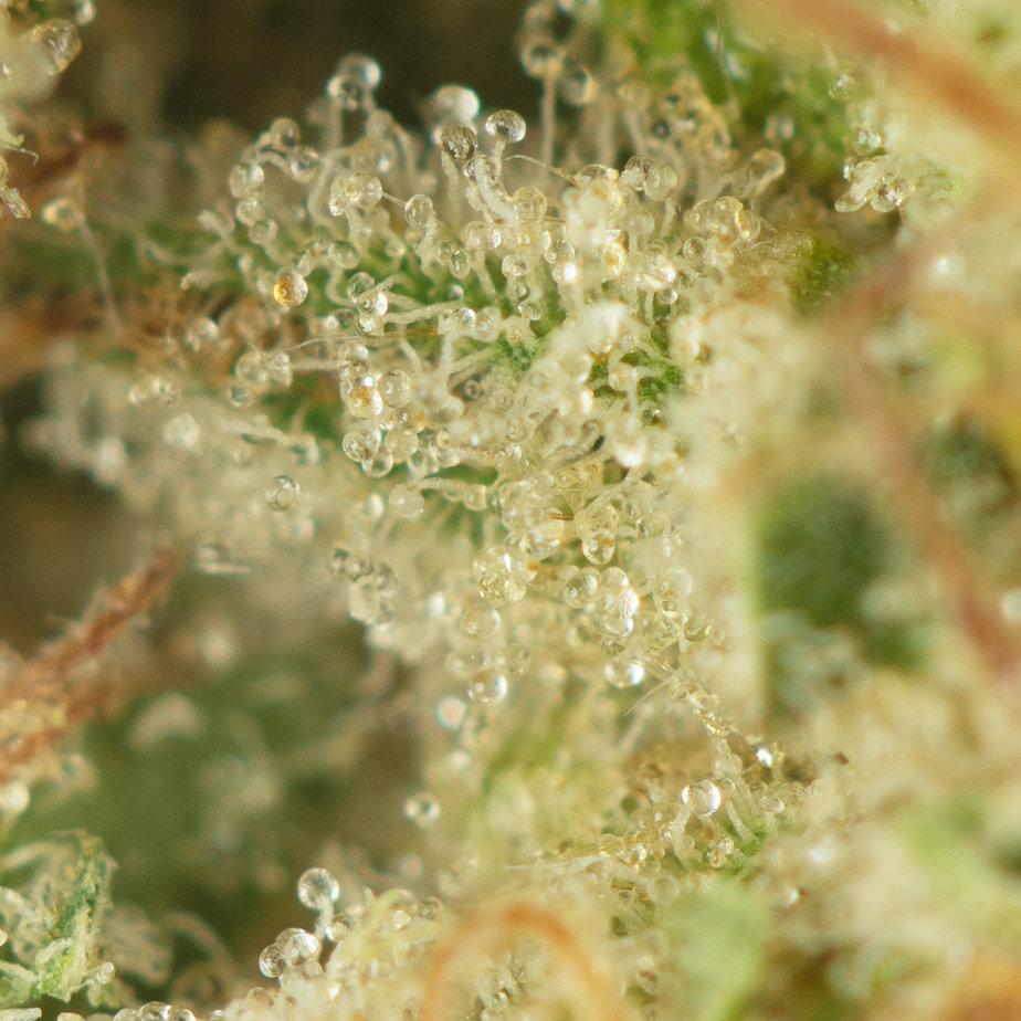 Sunset-Sherbet-Macro-Shot