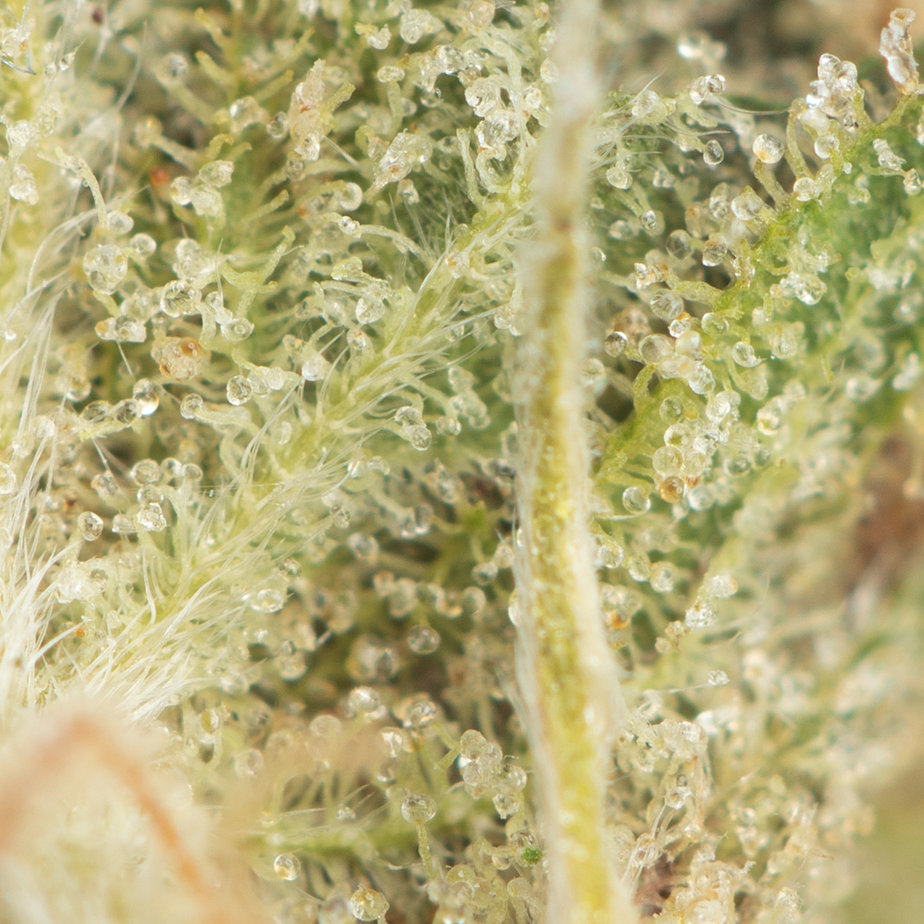 Supreme-Nuken-Macro