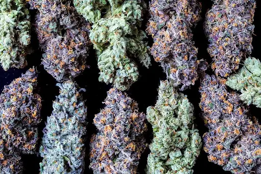 Types of cannabis strains