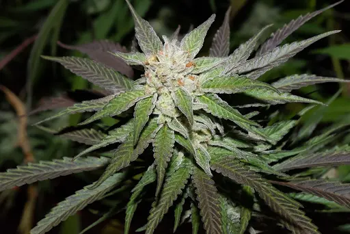 What Strain is Alien Cookies: Discovering Origins Effects and Uses