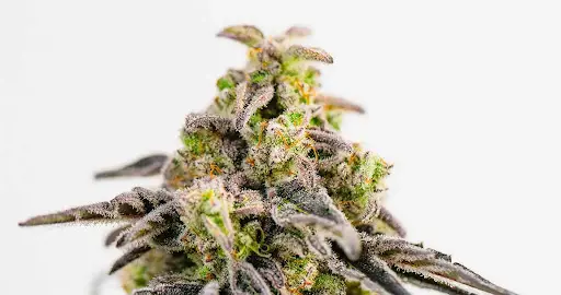 What Strain is Mac 1: Origins, Growing Tips, and Legal Insights