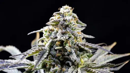 What is High Octane Strain? Overview of Uses and Effects