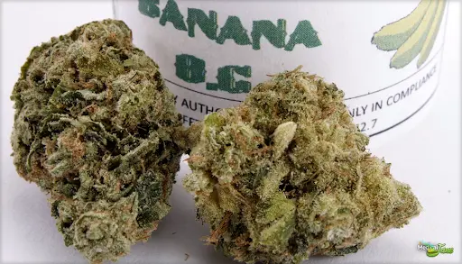 Where Can I Find Banana OG Strain? Your Ultimate Buying Guide