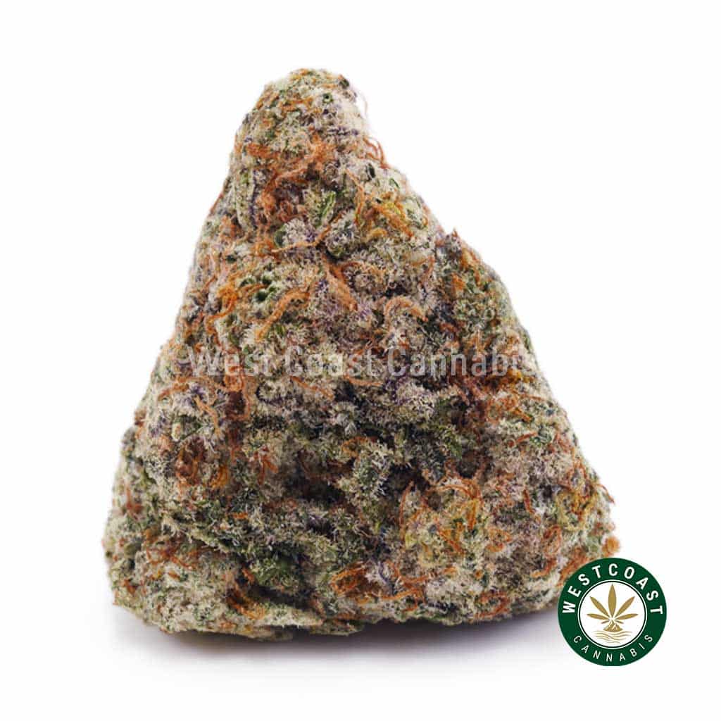 Buy White Russian Cream AAAA wc cannabis weed dispensary & online pot shop Buy White Russian Cream AAAA wc cannabis weed dispensary & online pot shop