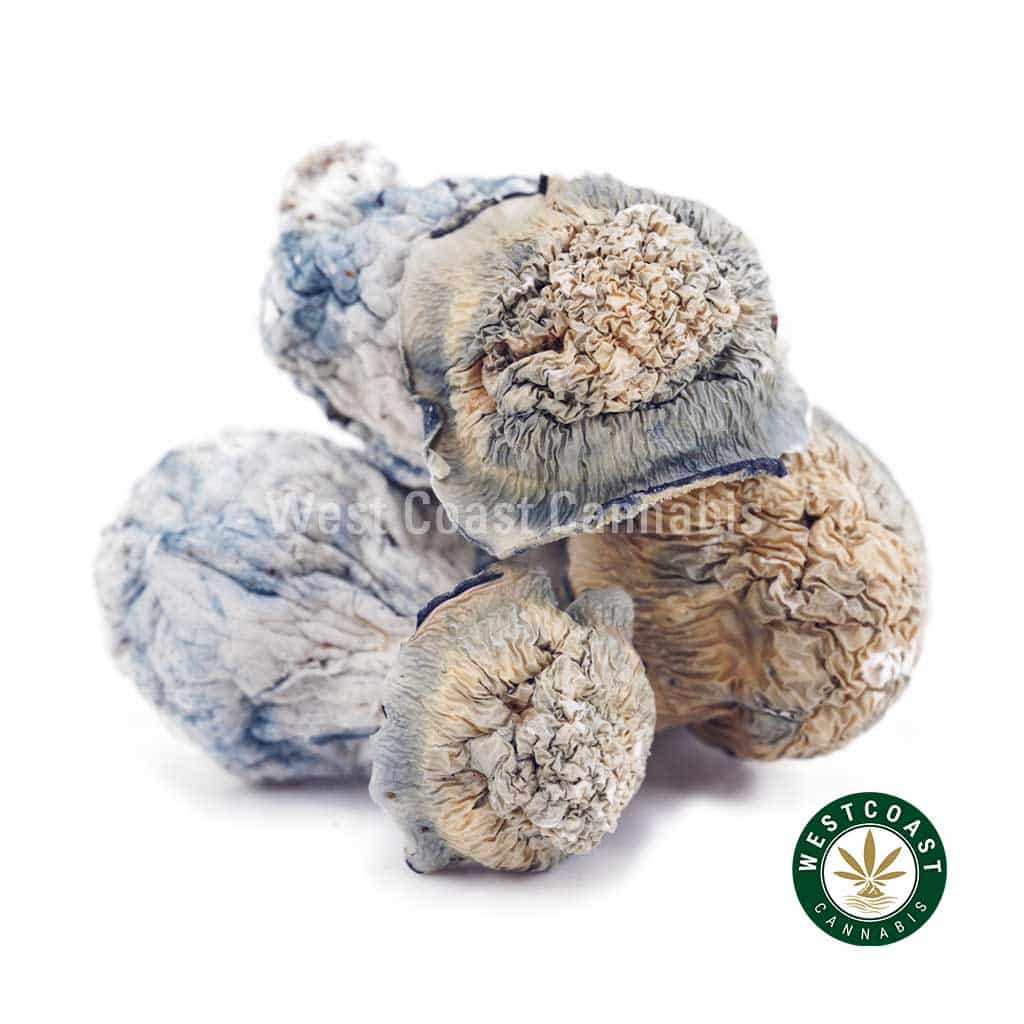 X490A1 BLUEGHOST SHROOMS WCCANNABIS Shrooms Exotic – Blue Ghost product image