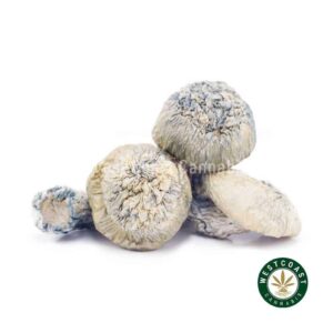 Shrooms Exotic – Jack Frost product image
