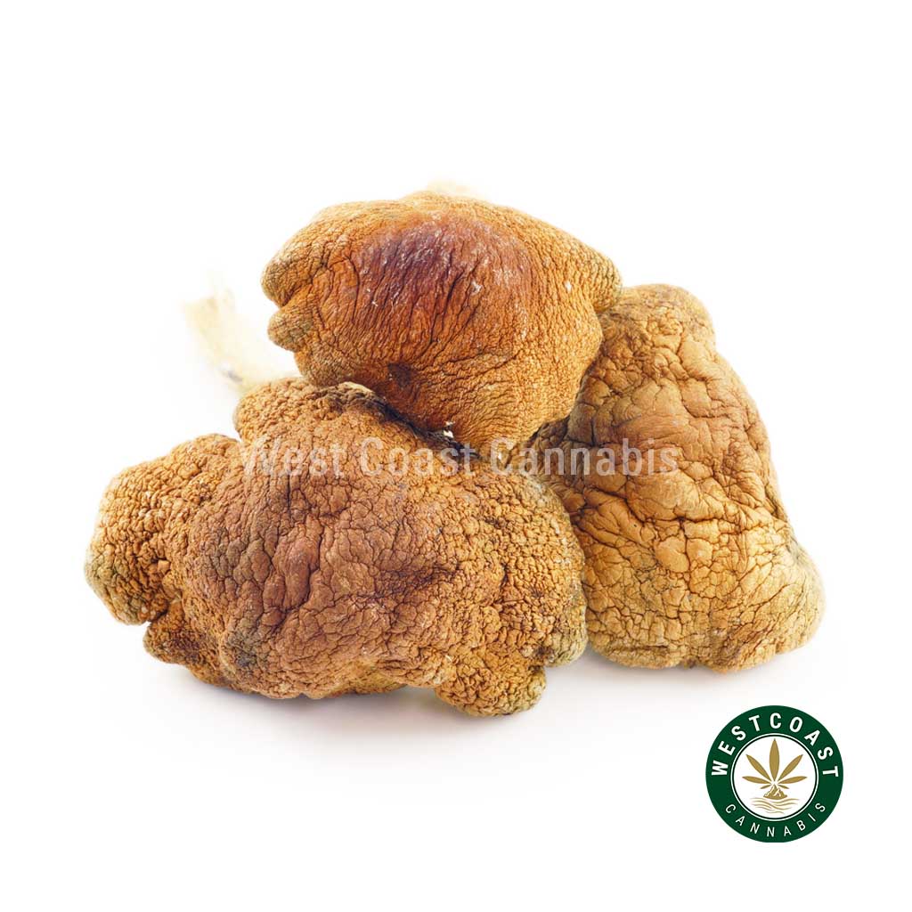 Y414A1 GCTRASHER SHROOMS WCCANNABIS Shrooms – GC Thrasher product image