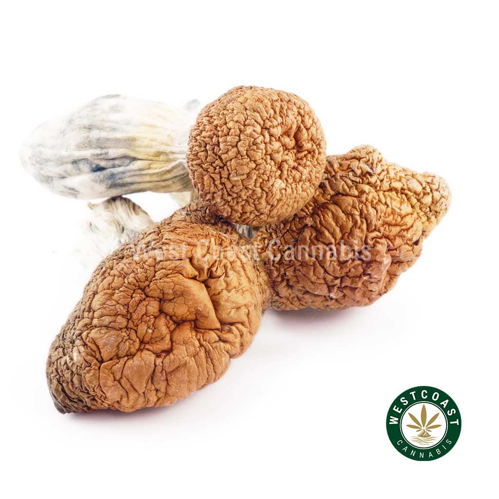 Y414A1 TIDALWAVE SHROOMS WCCANNABIS Shrooms – Tidal Wave product image