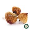 Shrooms – Treasure Coast product image