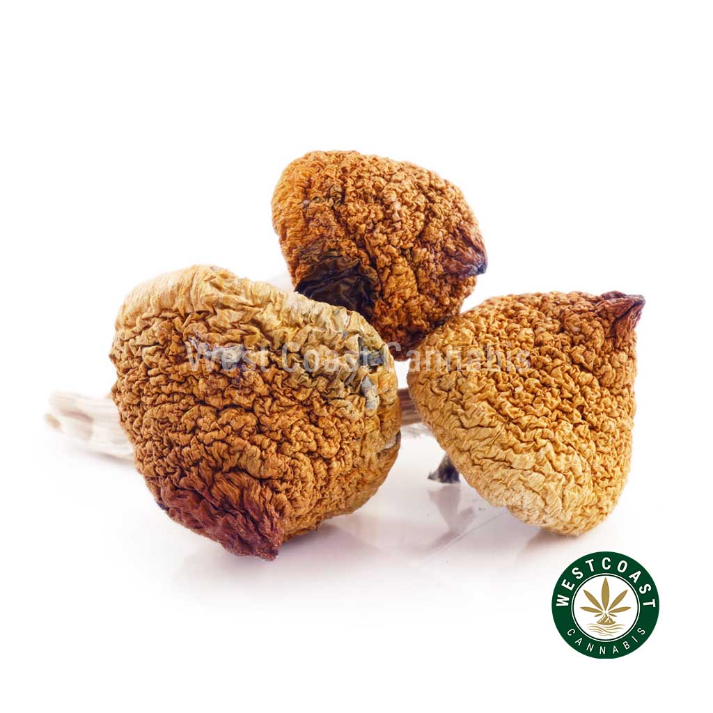 Y414A1 TREASURECOAST SHROOMS WCCANNABIS Shrooms – Treasure Coast product image