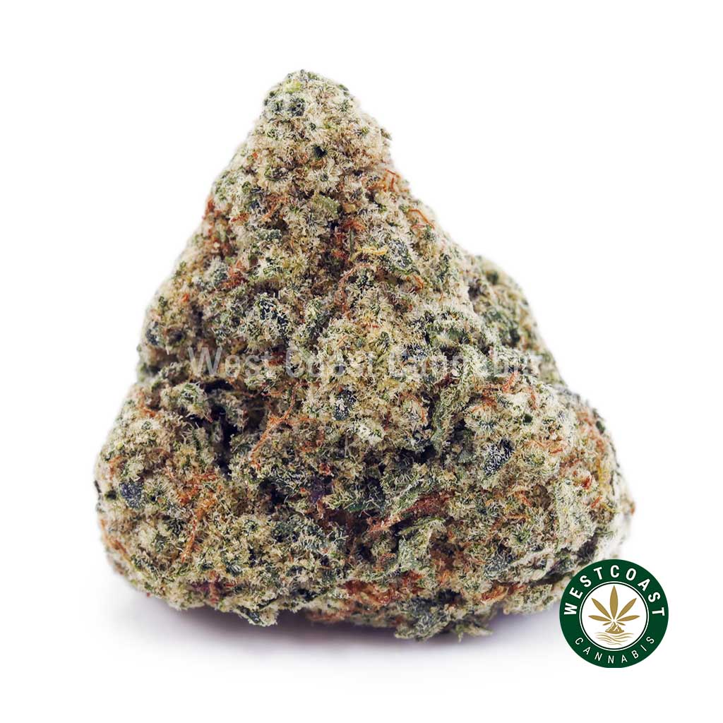 Buy Critical Haze AAAA wc cannabis weed dispensary & online pot shop Buy Critical Haze AAAA wc cannabis weed dispensary & online pot shop