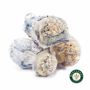 Shrooms – Blue Ghost product image