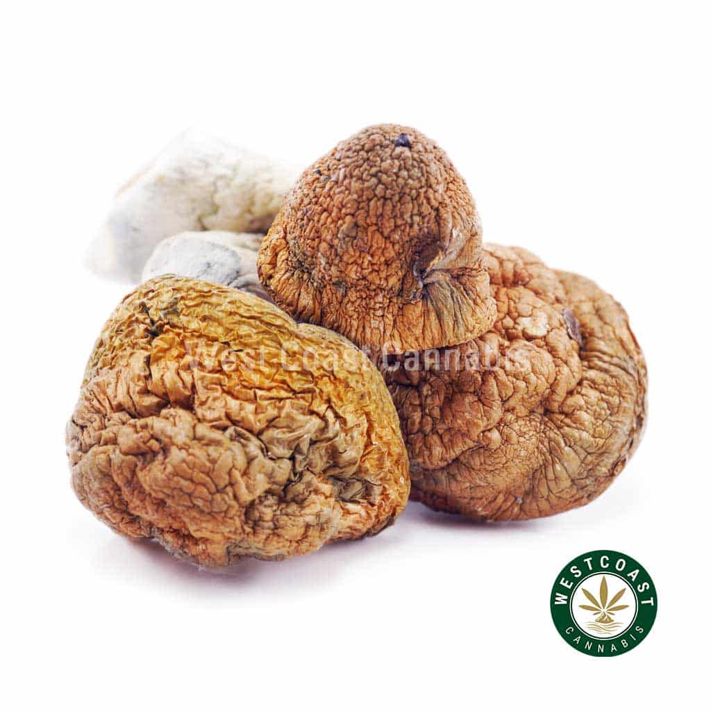Y97A1 BLUEMEANIES SHROOMS WCCANNABIS Shrooms – Blue Meanie product image